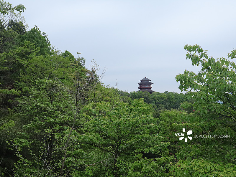 森林中树木的低角度视图图片素材