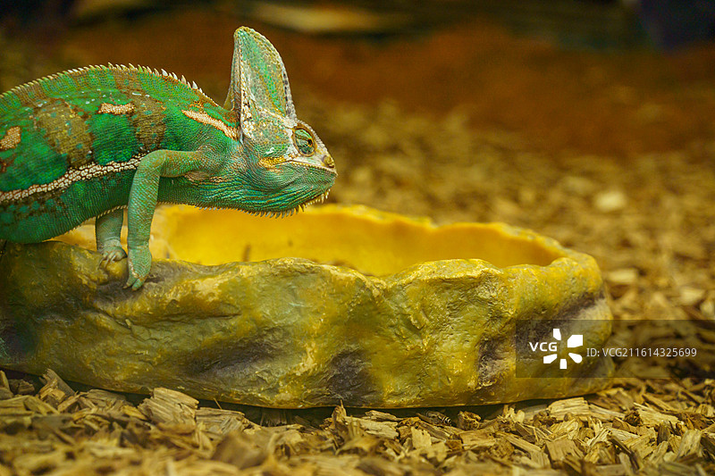 广州动物园中的变色龙图片素材