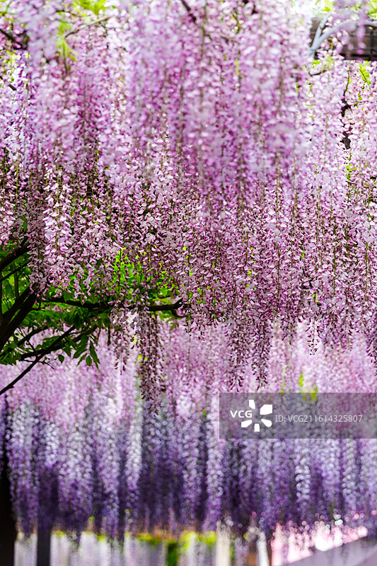 北京玉渊潭公园4月紫藤花盛开图片素材