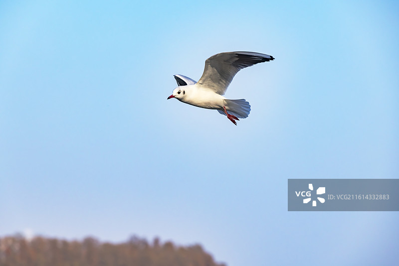 湖北武汉，东湖生态旅游风景区，展姿飞翔的红嘴海鸥，国家5A级旅游风景区图片素材