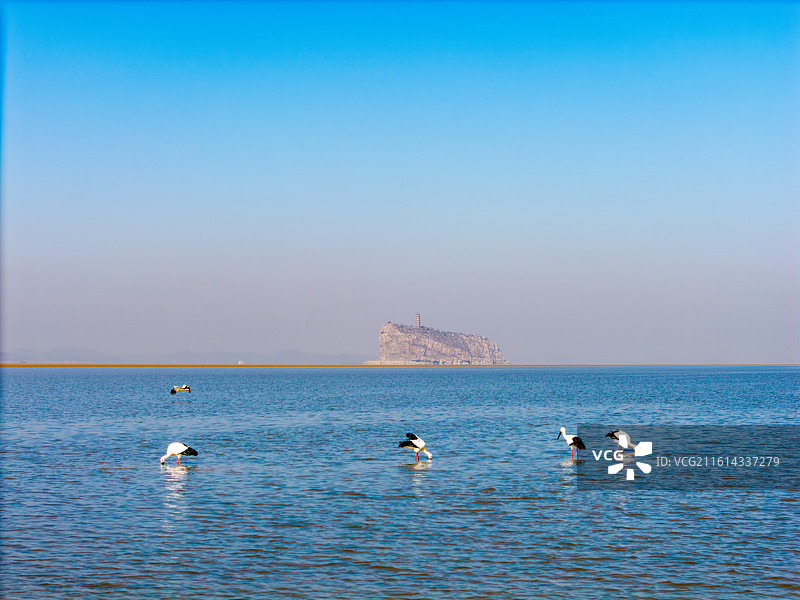 湖口县鄱阳湖候鸟迁徙图片素材