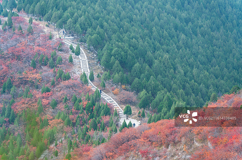 山东济南蝎子山蚰蜒山黄栌红叶自然秋色景观.平分秋色平色均春秋图片素材