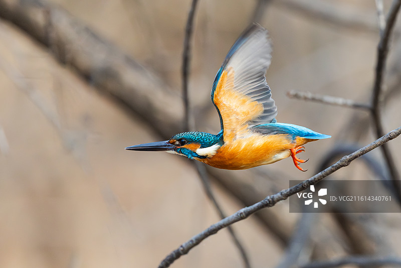 普通翠鸟图片素材