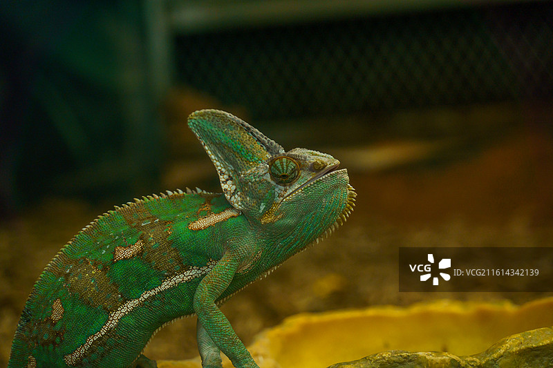 广州动物园中的变色龙图片素材