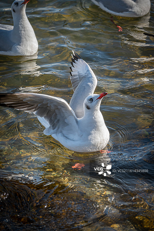 浮在水面上的海鸥图片素材
