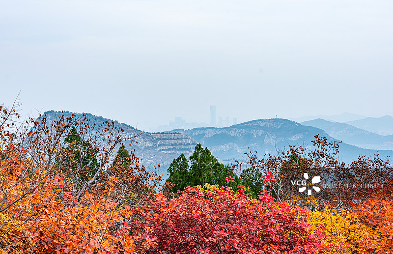 秋天黄栌红叶季节的济南蝎子山蚰蜒山自然景观图片素材