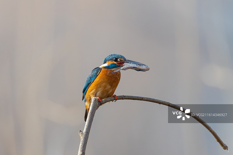 普通翠鸟图片素材