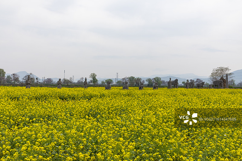 河南省巩义市，北宋皇陵永泰陵的石像生，春天的油菜花，第二批全国重点文物保护单位图片素材