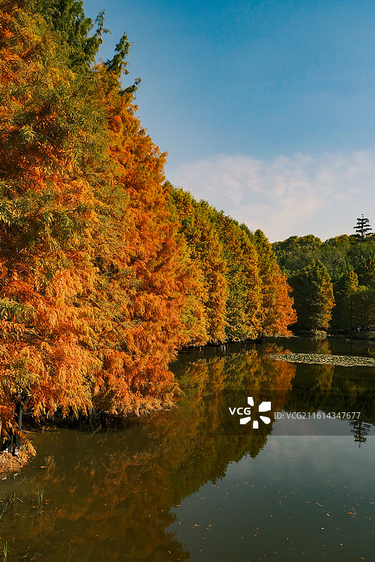 秋季公园湖畔变色的水杉林自然风光与倒影景观图片素材