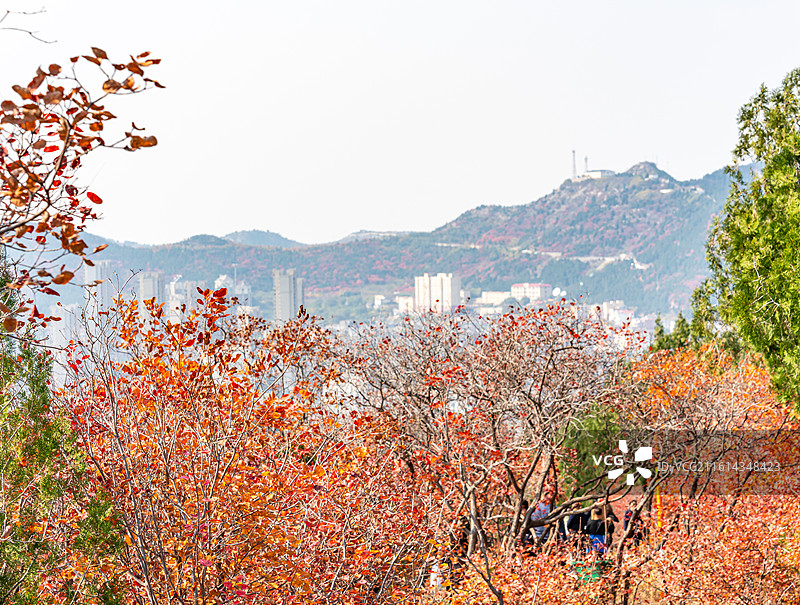 黄栌红叶背景映衬中的济南蝎子山蚰蜒山秋色自然景观与济南城市建筑都市风光图片素材