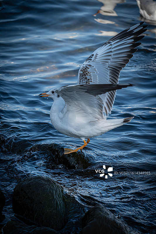 站立在海边石头上的海鸥，张开了翅膀图片素材