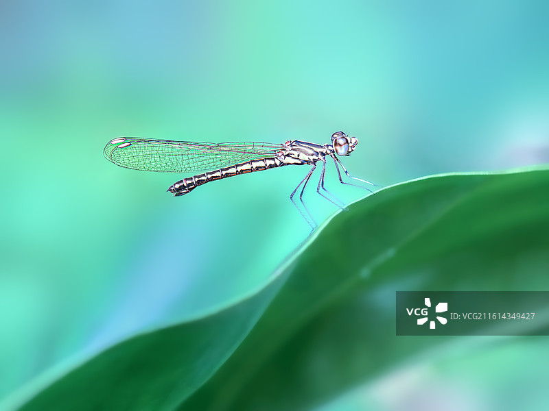 小色蟌图片素材