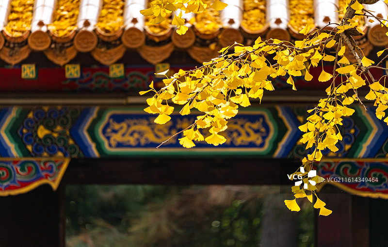 银杏树叶黄叶秋色背景映衬中的江苏徐州户部山戏马台项羽雕塑图片素材