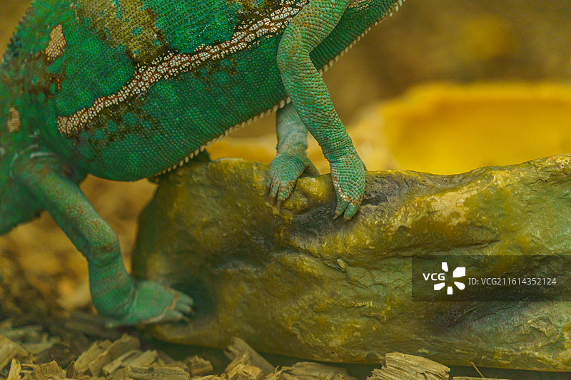 广州动物园中的变色龙图片素材