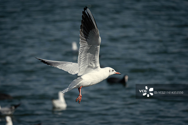飞翔的海鸥图片素材