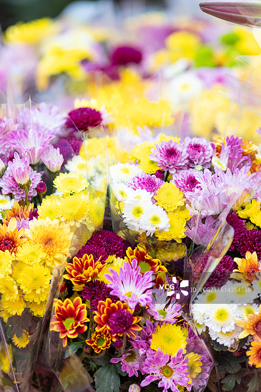 广东春节花街菊花图片素材