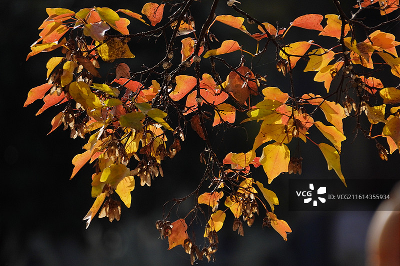 昆明大观园图片素材