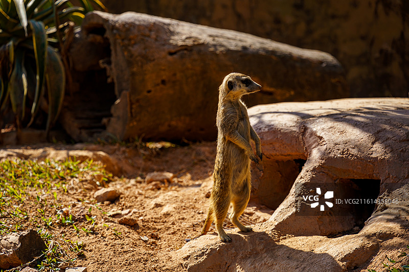 广州动物园的狐獴图片素材