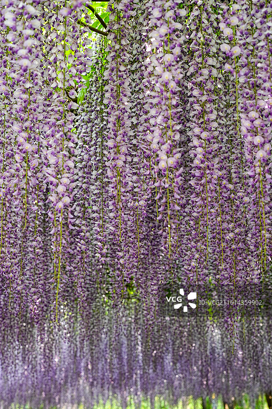 北京玉渊潭公园4月紫藤花盛开图片素材