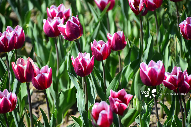 新疆五家渠盛开的郁金香图片素材
