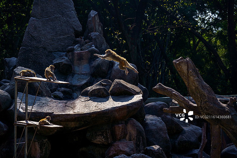 广州动物园的猴子图片素材