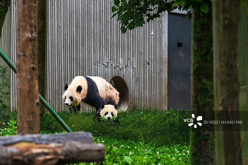 四川卧龙中华大熊猫苑的熊猫宝宝图片素材