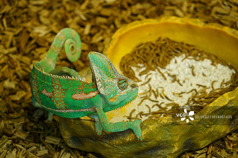 广州动物园中的变色龙图片素材