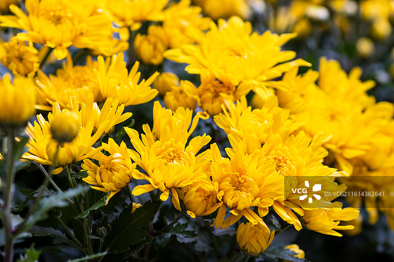 广东春节花街菊花图片素材