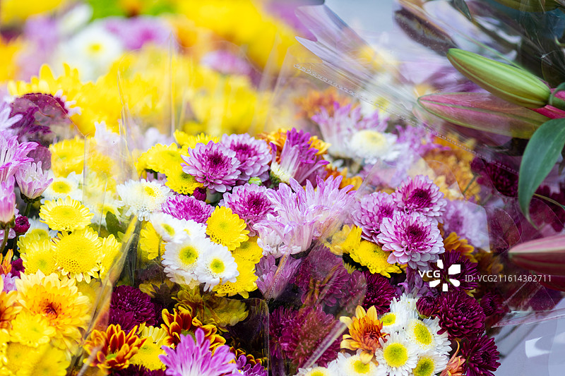 广东春节花街菊花图片素材