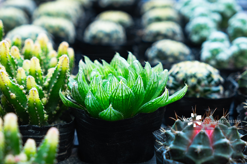 花卉市场中整齐摆放的绿色多肉植物与仙人掌幼苗图片素材