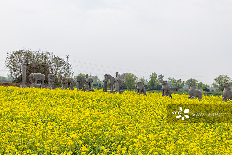 河南省巩义市，北宋皇陵永泰陵的石像生，春天的油菜花，第二批全国重点文物保护单位图片素材