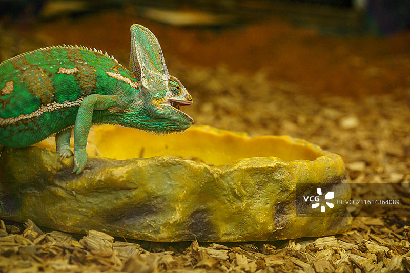 广州动物园中的变色龙图片素材