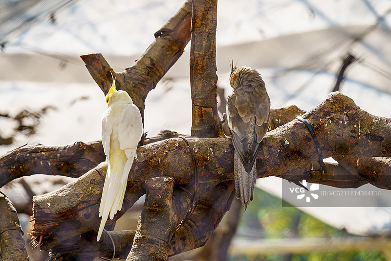 广州动物的鹦鹉图片素材
