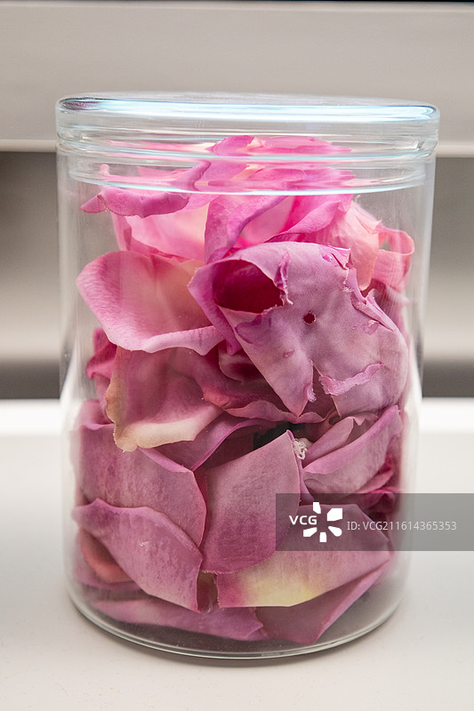 大马士革玫瑰图片素材