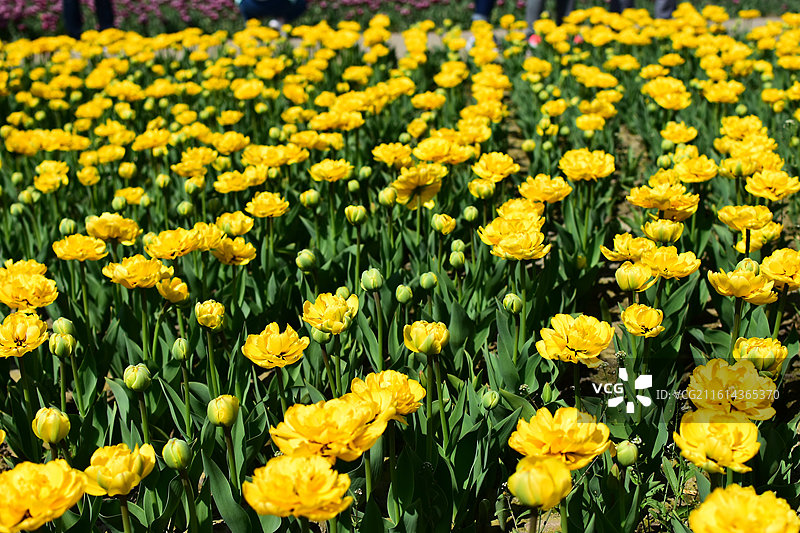 新疆五家渠盛开的郁金香图片素材