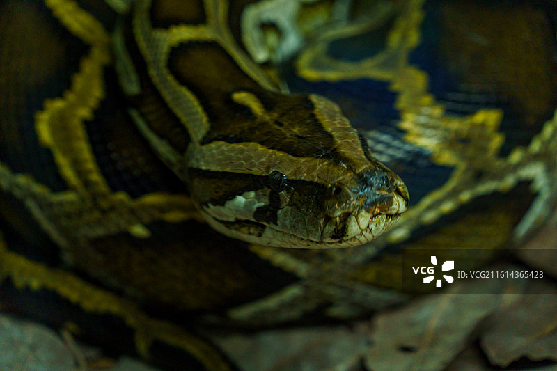 广州动物园饲养的蛇类图图片素材