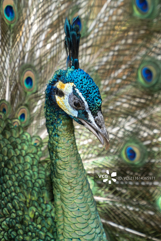 孔雀开屏图片素材