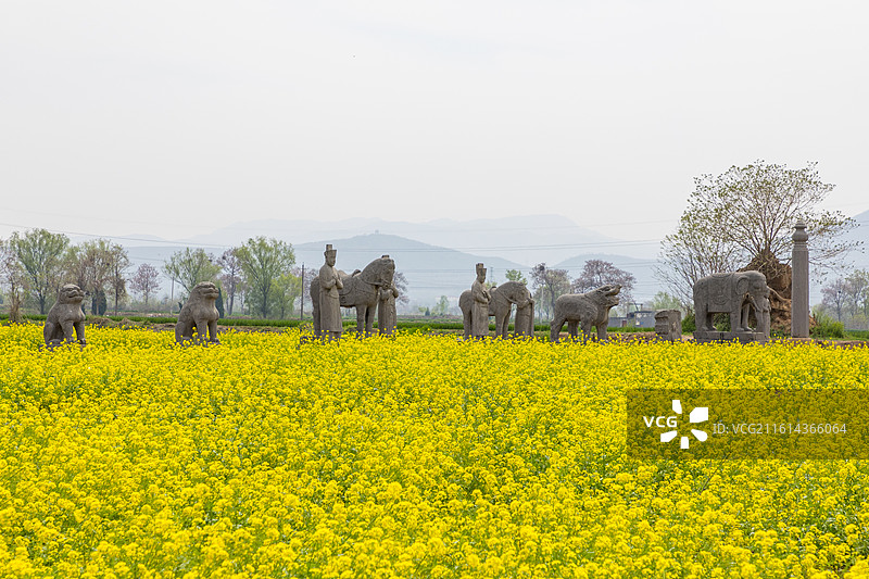 河南省巩义市，北宋皇陵永泰陵的石像生，春天的油菜花，第二批全国重点文物保护单位图片素材