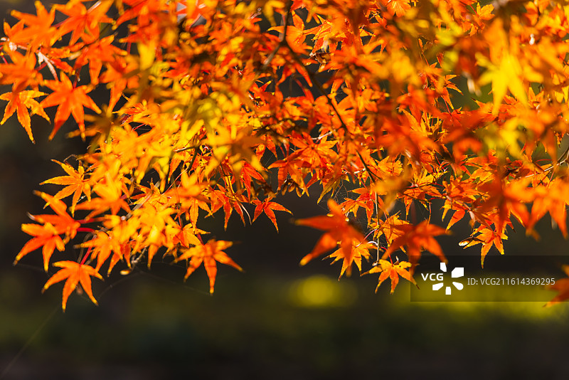 秋天里的红叶图片素材