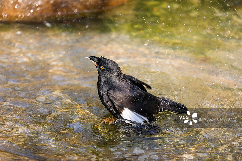 八哥洗澡图片素材