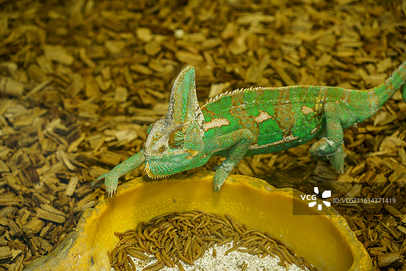 广州动物园中的变色龙图片素材