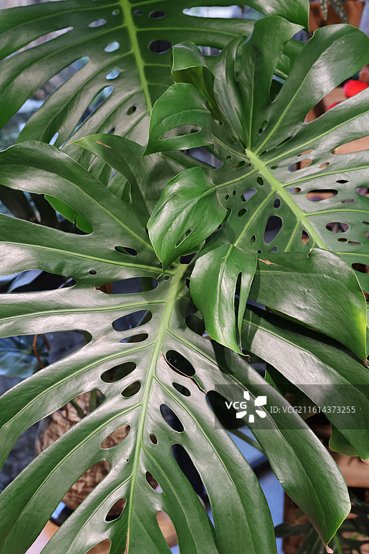 杭州植物园图片素材