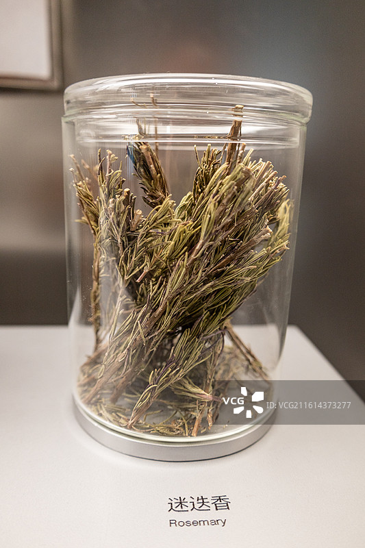 迷迭香图片素材