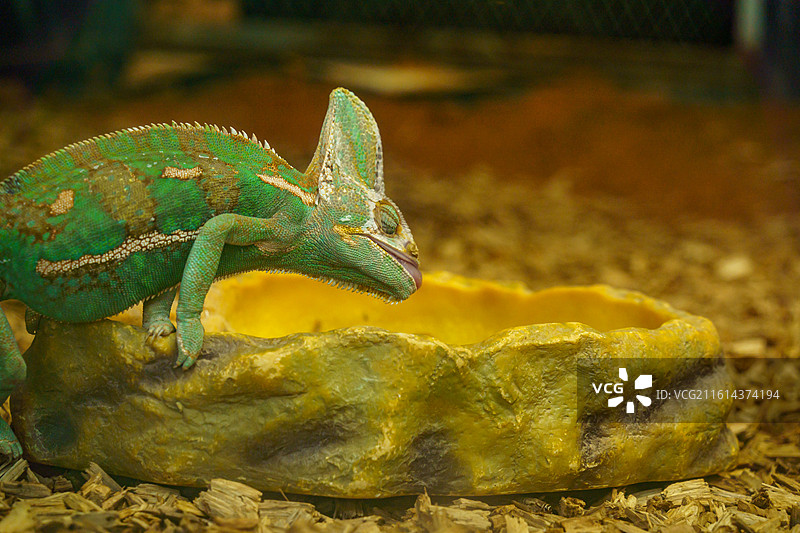 广州动物园中的变色龙图片素材