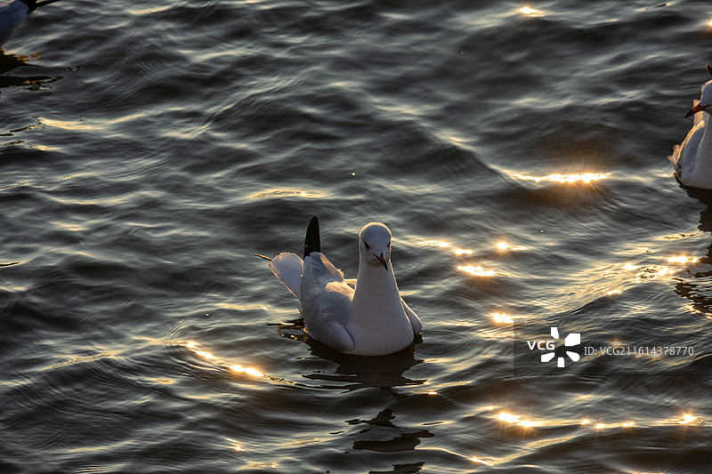 大理洱海龙龛码头日出图片素材