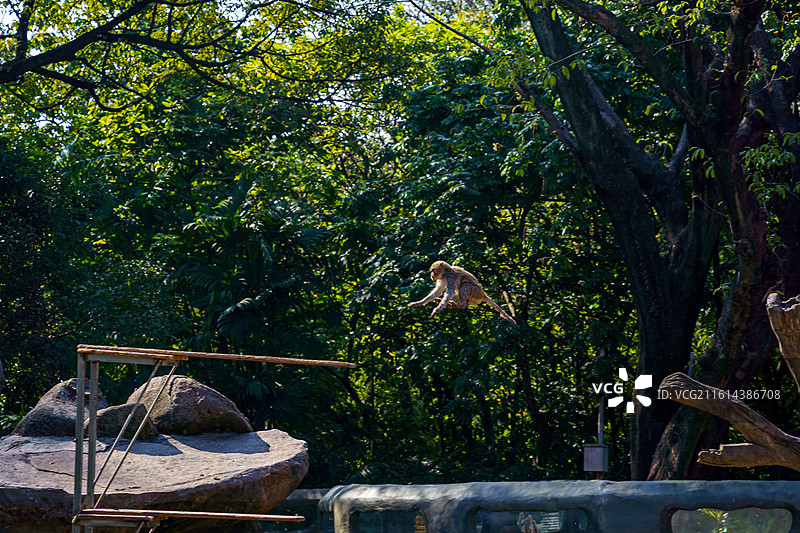 广州动物园的猴子图片素材