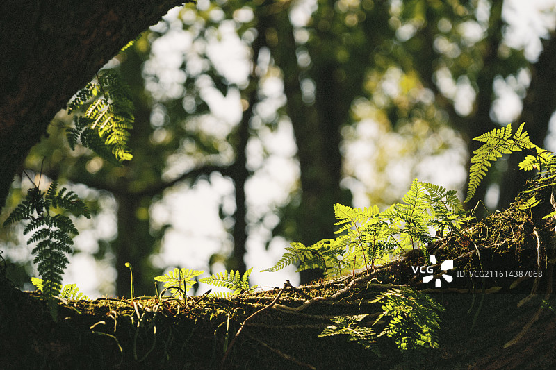 乐清东塔公园图片素材