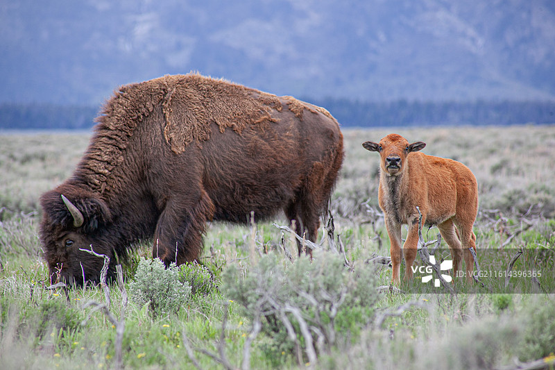 大提顿国家公园北美野牛图片素材