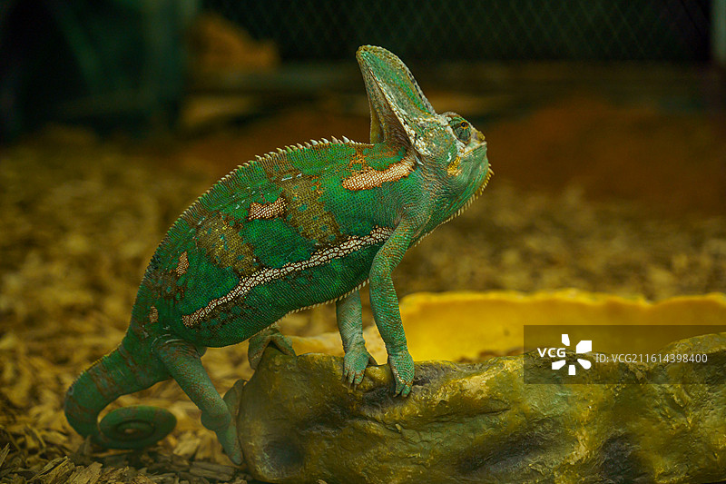 广州动物园中的变色龙图片素材