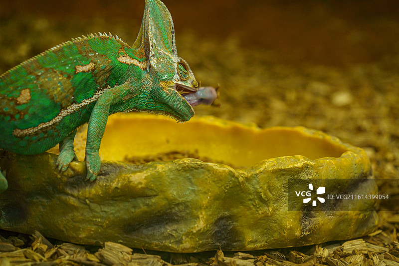 广州动物园中的变色龙图片素材